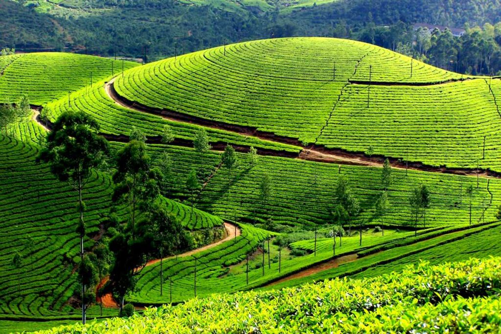 Teeplantage